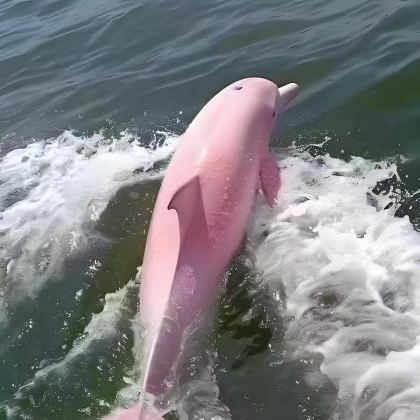 三娘湾看海豚+犀丽湾+刘永福故居(私家团)上门接送朋友式接待 三娘湾看海豚+犀丽湾+刘永福故居(私家团)上门接送朋友式接待