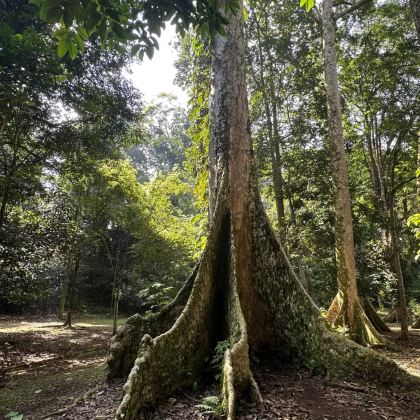 从雅加达出发的茂物市私人旅游 从雅加达出发的茂物市私人旅游