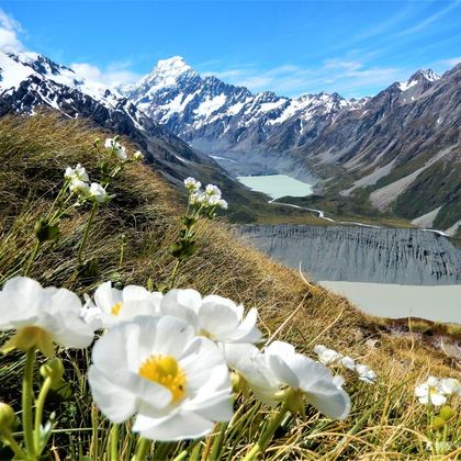 新西兰蒂卡波湖+普卡基湖+库克山国家公园+库克山三文鱼养殖场 新西兰蒂卡波湖+普卡基湖+库克山国家公园+库克山三文鱼养殖场