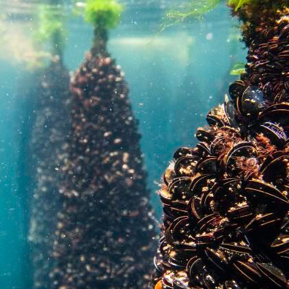 圣地亚哥出发下海湾一日游:酒庄品酒+游船海鲜+奥格罗夫渔村 圣地亚哥出发下海湾一日游:酒庄品酒+游船海鲜+奥格罗夫渔村