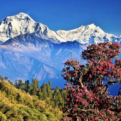 尼泊尔+Mardi Himal四日游