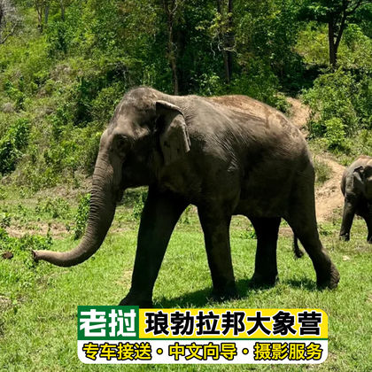 老挝琅勃拉邦森象Walk原始森林大象营半日游 老挝琅勃拉邦森象Walk原始森林大象营半日游