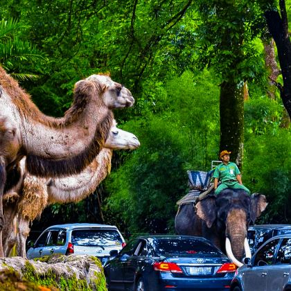 Taman Safari Prigen 探险之旅——从玛朗出发的东爪哇野外之旅 Taman Safari Prigen 探险之旅——从玛朗出发的东爪哇野外之旅