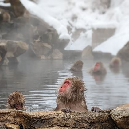 东京出发 长野雪猴、浪漫雪屋、日式寿喜烧一日游(英語导游) 东京出发 长野雪猴、浪漫雪屋、日式寿喜烧一日游(英語导游)