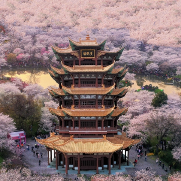 黄鹤楼+省博物馆+东湖(樱花园)+武大+轮渡+江汉关一日游 黄鹤楼+省博物馆+东湖(樱花园)+武大+轮渡+江汉关一日游