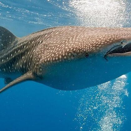 菲律宾薄荷岛+宿务奥斯洛布鲸鲨观赏一日游