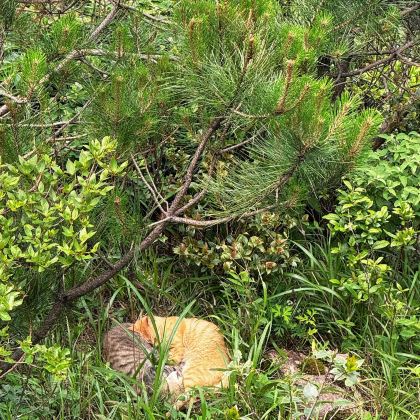 江西萍乡武功山+好汉坡+草甸+金顶一日游可英文/陪爬服务 江西萍乡武功山+好汉坡+草甸+金顶一日游可英文/陪爬服务