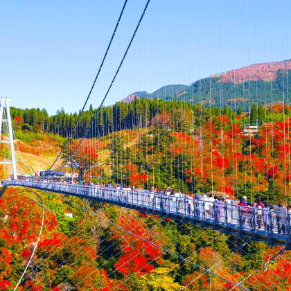 福冈出发/九州秋季:青之洞门+一目八景+九重梦吊桥+宇佐神宫 福冈出发/九州秋季:青之洞门+一目八景+九重梦吊桥+宇佐神宫