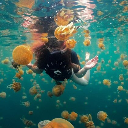 菲律宾卢纳将军城Jellyfish Sanctuary一日游 菲律宾卢纳将军城Jellyfish Sanctuary一日游