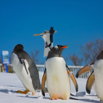 【灵活小团】小樽浪漫一日游:小樽水族馆+天狗山+音乐盒堂 【灵活小团】小樽浪漫一日游:小樽水族馆+天狗山+音乐盒堂