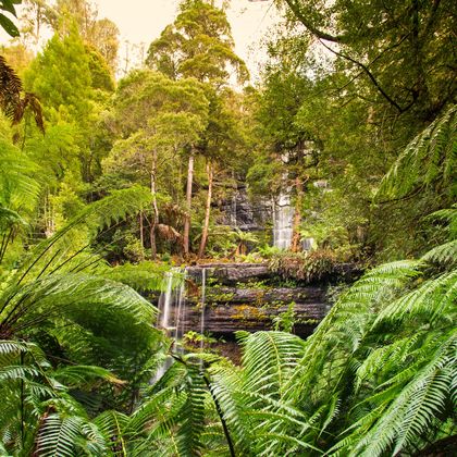 澳大利亚塔斯马尼亚霍巴特费尔德山国家公园+塔斯马尼亚皇家植物园一日游