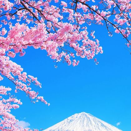 日本富士山+河口湖+富士芝樱祭+新仓山浅间公园一日游