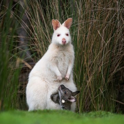 圣诞/元旦可订 澳大利亚 塔斯马尼亚霍巴特布鲁尼岛一日游 圣诞/元旦可订 澳大利亚 塔斯马尼亚霍巴特布鲁尼岛一日游