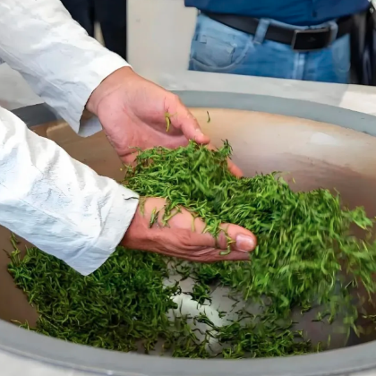 江西·赣中|狗牯脑茶+草林红圩+油纸伞+桃源梯田|文化研学 江西·赣中|狗牯脑茶+草林红圩+油纸伞+桃源梯田|文化研学