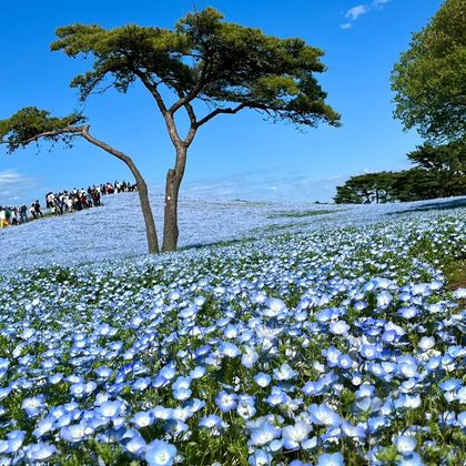 茨城国营常陆海滨公园一日游