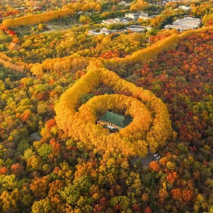 南京总统府+明孝陵+美龄宫梧桐道+中山陵景区+音乐台+夫子庙 南京总统府+明孝陵+美龄宫梧桐道+中山陵景区+音乐台+夫子庙