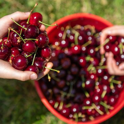 澳大利亚墨尔本网红打卡红杉林&樱桃园&亚拉河谷品酒之旅 澳大利亚墨尔本网红打卡红杉林&樱桃园&亚拉河谷品酒之旅