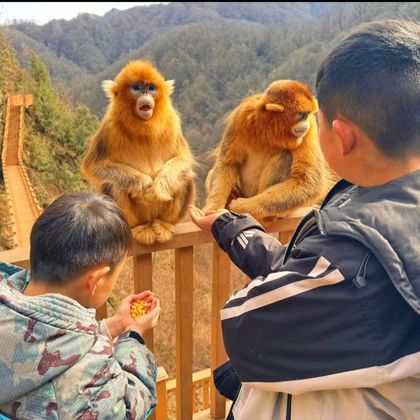 中国甘肃陇南武都区裕河镇白沙沟金丝猴观景点一日游 中国甘肃陇南武都区裕河镇白沙沟金丝猴观景点一日游