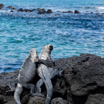 加拉巴哥群岛弗雷里安纳岛一日游 加拉巴哥群岛弗雷里安纳岛一日游