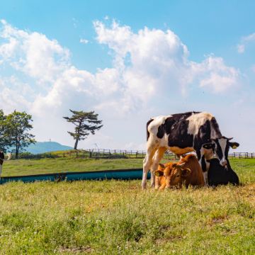 江原道 | 大關嶺天空牧場X平昌山岳過山車 江原道 | 大關嶺天空牧場X平昌山岳過山車