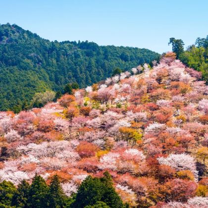 日本大阪周边奈良公园+吉野山一日游 日本大阪周边奈良公园+吉野山一日游