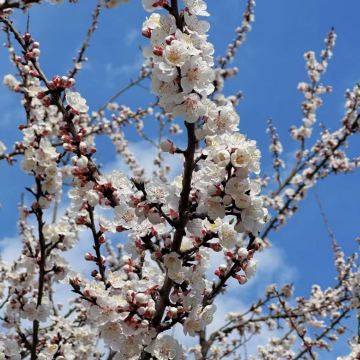 中国长春 国信南山温泉+动植物公园+新民大街 等一日游 中国长春 国信南山温泉+动植物公园+新民大街 等一日游