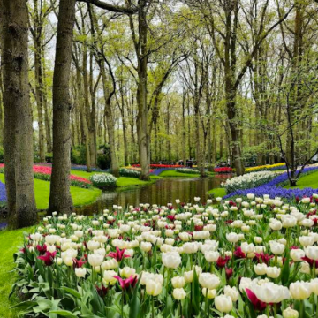 荷兰阿姆斯特丹-库肯霍夫公园-一日游【中文包车自由行】 荷兰阿姆斯特丹-库肯霍夫公园-一日游【中文包车自由行】