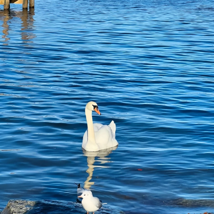 英国曼彻斯特往返温德米尔湖湖区中文4-8人拼车精品小团一日游 英国曼彻斯特往返温德米尔湖湖区中文4-8人拼车精品小团一日游