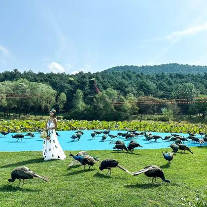 辽阳白塔+广佑寺+石洞沟森林公园+民族风情园孔雀东南飞一日游 辽阳白塔+广佑寺+石洞沟森林公园+民族风情园孔雀东南飞一日游