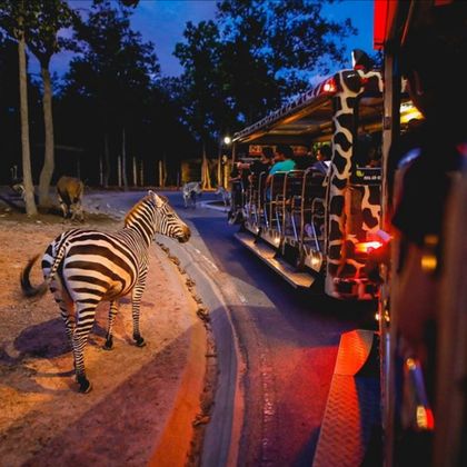 泰国清迈双龙寺+塔佩门+清迈夜间动物园一日游