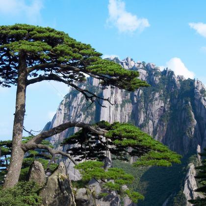 黄山风景区一日游|免排队换乘直达索道口·导游陪爬·市区接送 黄山风景区一日游|免排队换乘直达索道口·导游陪爬·市区接送