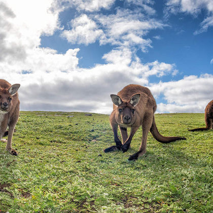 旗舰拱门+Flinders Chase National Park+袋鼠岛野生动物园一日游
