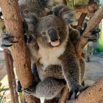澳洲旅游西澳大利亚珀斯天鹅河谷国王公园动物园中文一日游 澳洲旅游西澳大利亚珀斯天鹅河谷国王公园动物园中文一日游