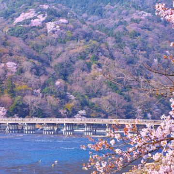 京都岚山深度一日游,可京都大阪上下车,樱花季 京都岚山深度一日游,可京都大阪上下车,樱花季