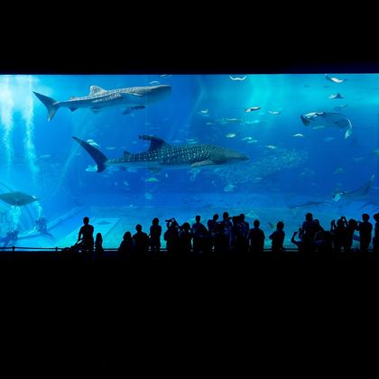美国波士顿新英格兰水族馆+波士顿公园+富兰克林公园动物园+卡森海滩一日游 美国波士顿新英格兰水族馆+波士顿公园+富兰克林公园动物园+卡森海滩一日游