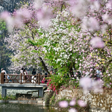 私家包车含门票|肇庆七星岩+鼎湖山+踏青赏花一日游|上门接送 私家包车含门票|肇庆七星岩+鼎湖山+踏青赏花一日游|上门接送