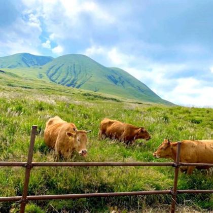 日本九州-熊本往返-大分海之卵水族馆-春日神社-大分精品游 日本九州-熊本往返-大分海之卵水族馆-春日神社-大分精品游