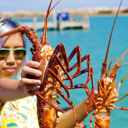 Reefwalker Charters Kalbarri+卡尔巴里半日游 Reefwalker Charters Kalbarri+卡尔巴里半日游