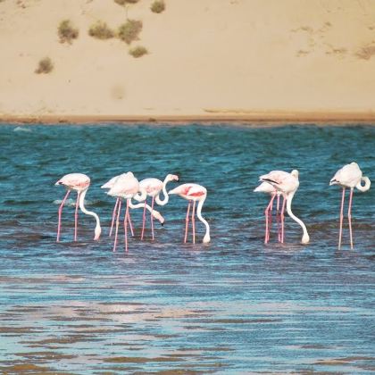 阿加迪尔出发苏斯马萨国家公园半日游|观鸟赏羚羊 阿加迪尔出发苏斯马萨国家公园半日游|观鸟赏羚羊