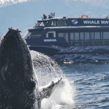 新西兰凯库拉观鲸游船一日游【观鲸/海钓可自由选择+每天发团】 新西兰凯库拉观鲸游船一日游【观鲸/海钓可自由选择+每天发团】