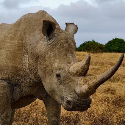 津巴布韦&布拉瓦约【包车一日游】千年巨石谜城与荒野巨兽守护者 津巴布韦&布拉瓦约【包车一日游】千年巨石谜城与荒野巨兽守护者