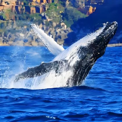 新西兰凯库拉飞行观鲸鱼一日游 新西兰凯库拉飞行观鲸鱼一日游