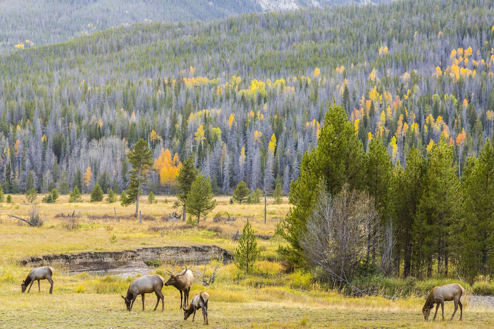 美国丹佛:洛矶山国家公园-中文专车一日游-酒店上门接送 美国丹佛:洛矶山国家公园-中文专车一日游-酒店上门接送