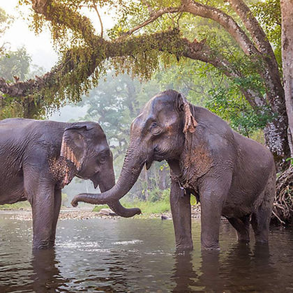 泰国清迈美旺可巧大象生态公园一日游