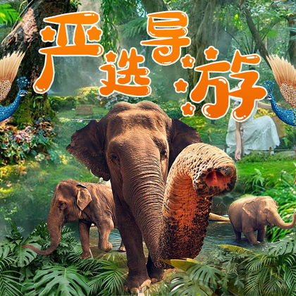 西双版纳原始森林公园+野象谷一日游 西双版纳原始森林公园+野象谷一日游