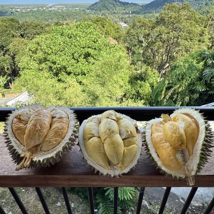 吉隆坡黑风洞+文冬榴莲园/农场+法国村+日本村一日游 吉隆坡黑风洞+文冬榴莲园/农场+法国村+日本村一日游