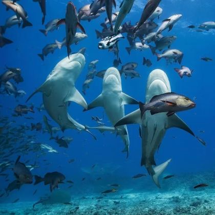 斐济苏瓦+苏瓦传统市场+太平洋港-探秘斐济双境-包车行程可调 斐济苏瓦+苏瓦传统市场+太平洋港-探秘斐济双境-包车行程可调