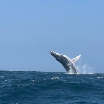 斯里兰卡美瑞莎观鲸一日游Mirissa美蕊沙观鲸看海豚含接送 斯里兰卡美瑞莎观鲸一日游Mirissa美蕊沙观鲸看海豚含接送