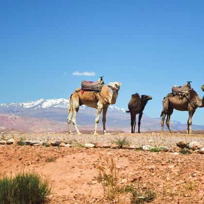 摩洛哥马拉喀什撒哈拉沙漠一日游