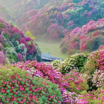 毕节百里杜鹃风景区一日游(独立出行+上门接送/无购物) 毕节百里杜鹃风景区一日游(独立出行+上门接送/无购物)